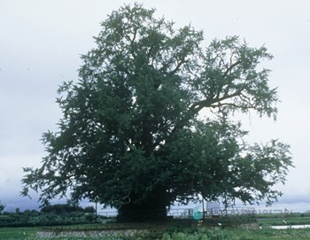 칠석리 은행나무