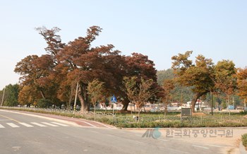 함평 향교리 느티나무·팽나무·개서어나무숲