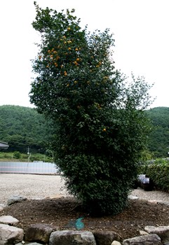 포항 보경사 탱자나무