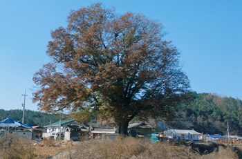 안동 사신리 느티나무