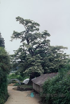 나주 용곡리 이팝나무