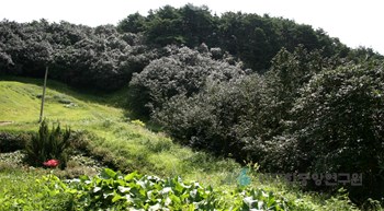 광양 옥룡사 동백나무 숲