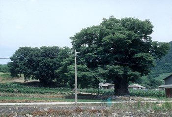 괴산 오가리 느티나무