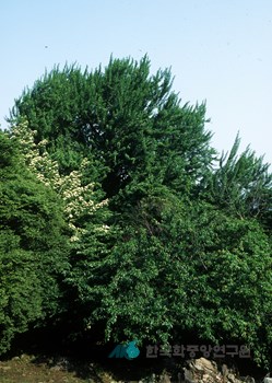 거창 연수사 은행나무