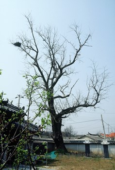 김제 팔효사 은행나무