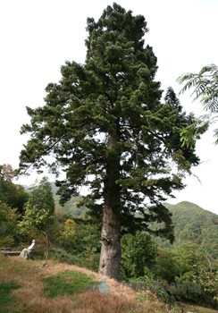 진안 천황사 전나무