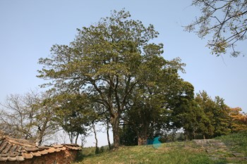 함평 양재리의 이팝나무