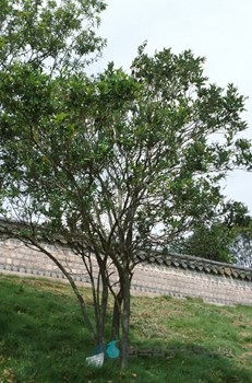 광나무