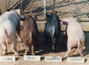 돼지 교잡종 시험