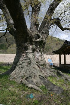 장성 단전리 느티나무