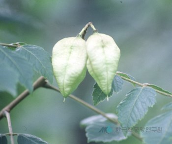 모감주 열매