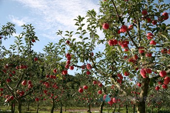 사과나무