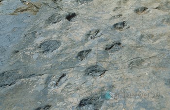 고현리 공룡발자국 화석