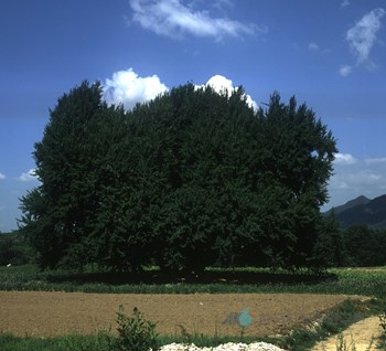 원주 반계리 은행나무
