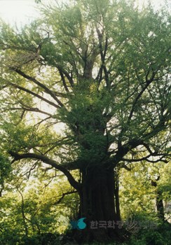 거창 연수사 은행나무