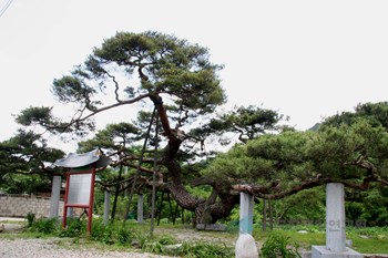 문경 대하리 소나무