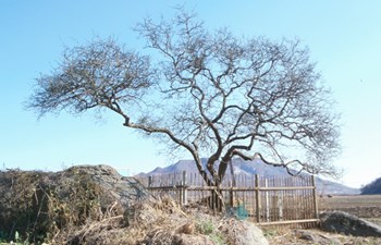강화 사기리 탱자나무
