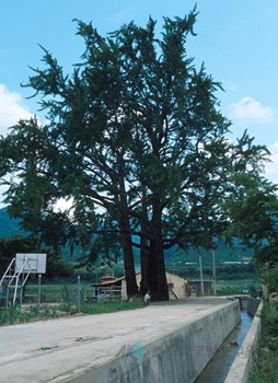 거창 무촌리 은행나무
