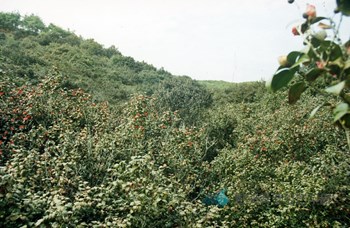 광양 옥룡사지 백계산 동백림