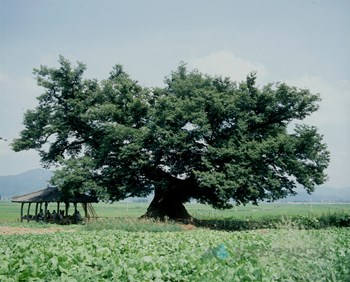 김제 행촌리 느티나무