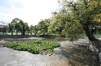 광양읍수와 이팝나무