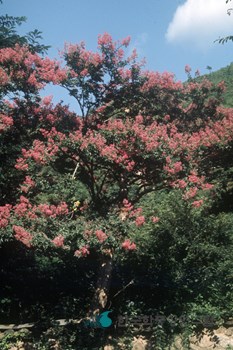 배롱나무(목백일홍)