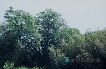 담양 경상리 느티나무