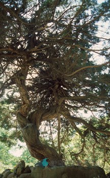 강화 보문사 향나무