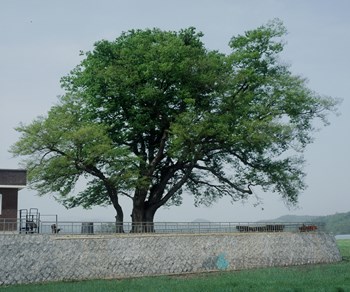 진양 동례리 느티나무