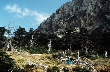한라산 천연보호구역 구상나무 군락