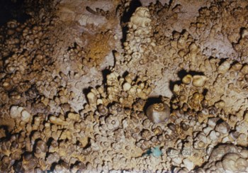 정선 산호동굴