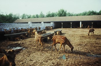 길림성 사슴농장