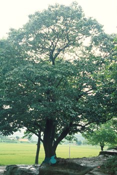 이팝나무