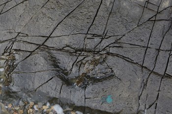 남해 가인리 화석산지