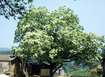 양산 석계리 이팝나무