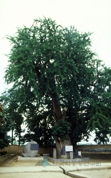 면천 은행나무