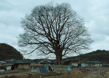 안동 사신리 느티나무