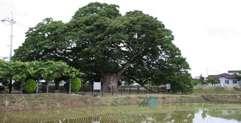 영암 월곡리 느티나무