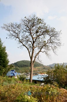정읍 두월리 청실배나무