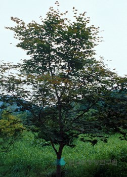 단풍나무