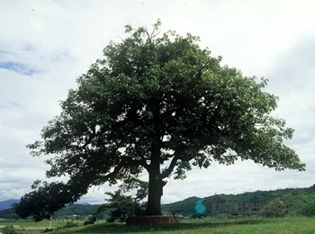 영풍 병산리 갈참나무