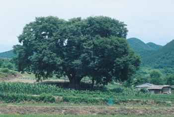 괴산 오가리 느티나무