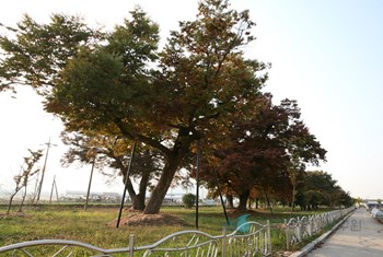 함평 향교리 느티나무·팽나무·개서어나무숲