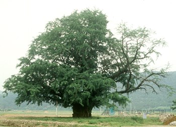 의령 세간리 은행나무