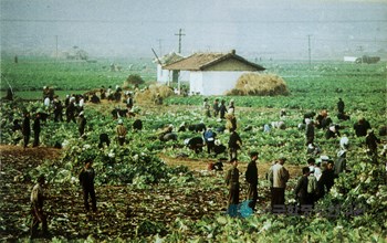 집단농장에서 배추 수확하는 모습 / 북한