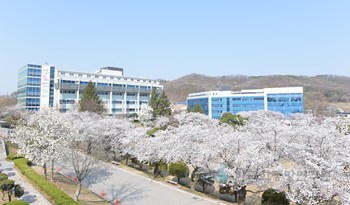 순천향대학교 봄 벚꽃풍경
