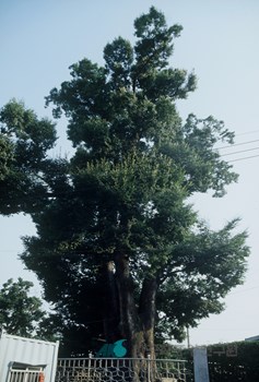 화양동 느티나무