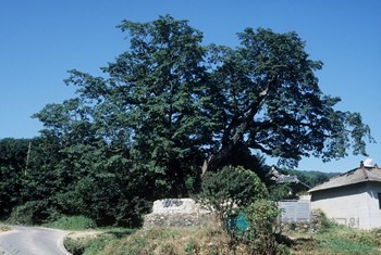 합천 오도리 이팝나무