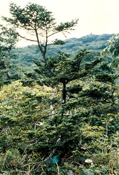 대암산·대우산 천연보호구역 분비나무 군락