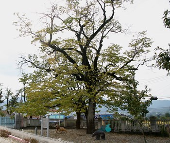 진안 평지리 이팝나무